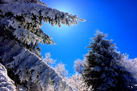 FROZEN TREES - trees, winter, snow, frost, light, sun, sky