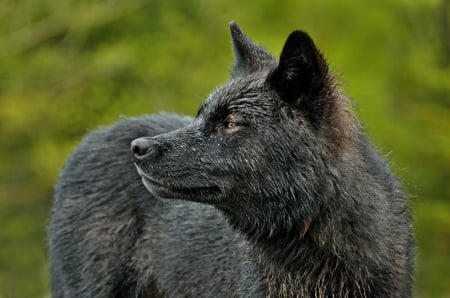 black wolf - saying, wolf, howling, wolves, black, white, wisdom, timber, canislupus, wallpaper