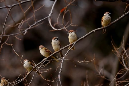 CUTE SPARROWS - trees, sparrows, birds, branch