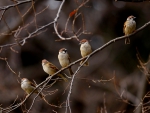 CUTE SPARROWS