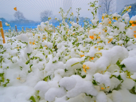 SNOW CAPS - snow, flowers, winter, nature