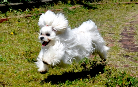 ADORABLE PUPPY - white, runs, puppy, dog