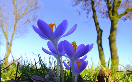 Crocus - flower, spring, tree, crocus, blue, green, grass