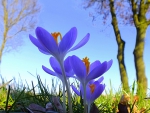 Crocus