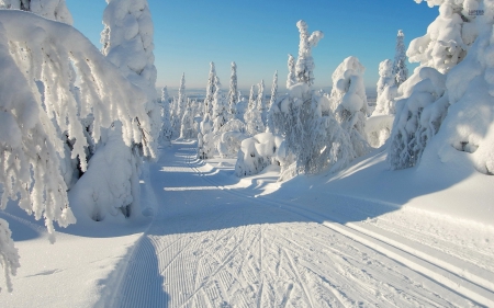 winter scene - white, winter, trees, snow