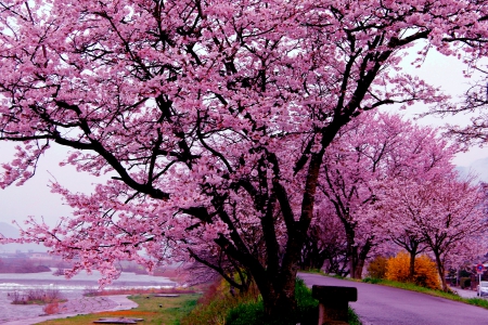 CHERRY PARK - bench, trtee, park, cherry