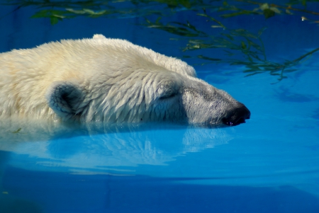 WINTER NAP - bear, nap, winter, polar