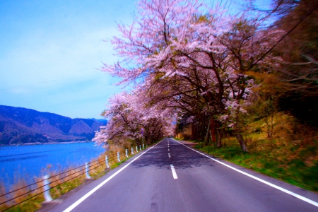 SPRING ROAD - nature, trees, road, spring