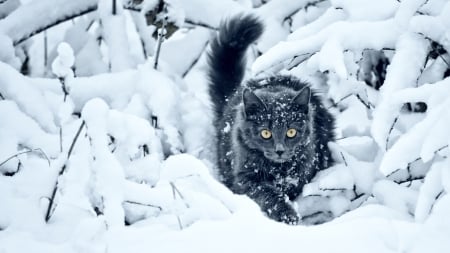 cat and snow - white, black, cat, snow