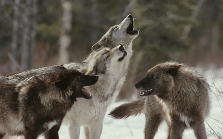 howling with friends - canislupus, wallpaper, black, wolf, wolves, white, wisdom, timber, howling, saying