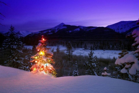 Christmas Tree - snow, firs, landscape, light