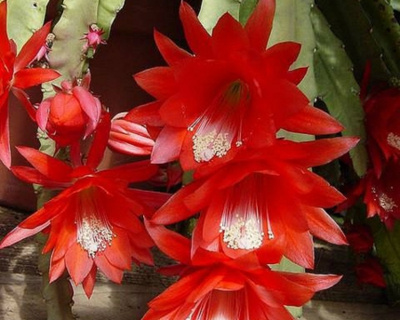 Beautiful Flowers - flowers, red, petals, bloom