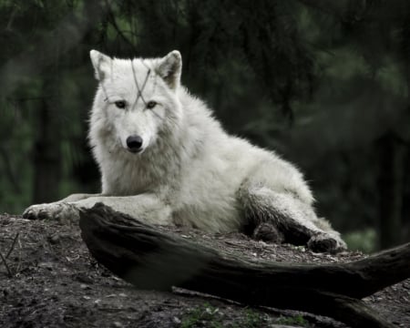 A wolf - canislupus, wallpaper, black, wolf, wolves, white, wisdom, timber, howling, saying