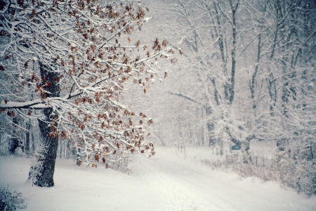 winter - winter, forest, trees, snow