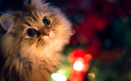 Cat - cute, eyes, light, cat