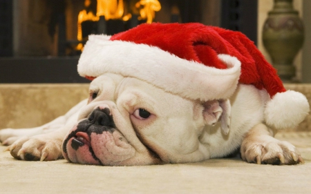 Cute Dog - animal, hat, dog, christmas