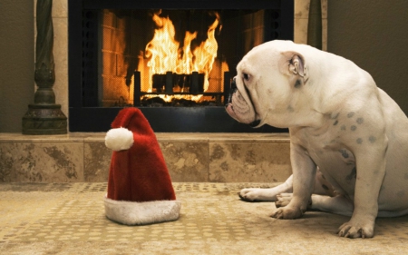 Merry Christmas - hat, dog, Christmas, fireplace