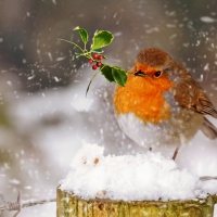 Christmas robin