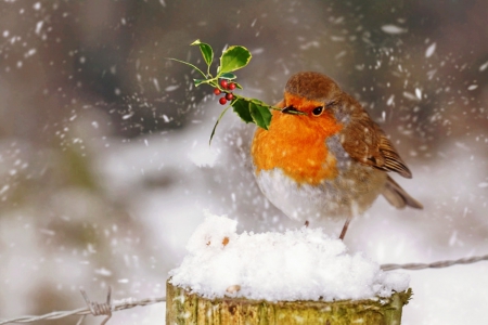 Christmas robin - bird, winter, cute, robin, berries, holly, christmas, snow