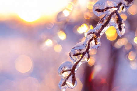 Winter Magic - bokeh, frozen, winter, yellow, magic