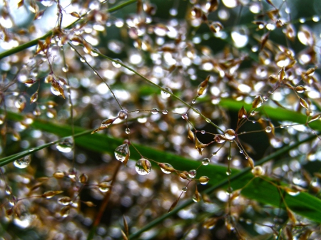 Rain drops - nature, drop, raindrop, rain