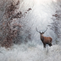 Deer in winter