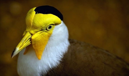 Yellow Eyes - beautiful, yellow, bird, eyes