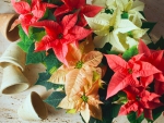 Poinsettia