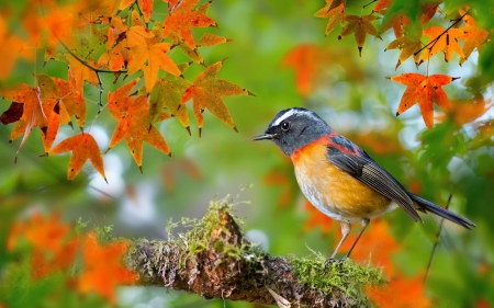 Bird - fall, bird, branch, autumn, green, orange