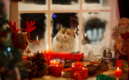 Merry Christmas - animal, window, candle, gift, Christmas, cat