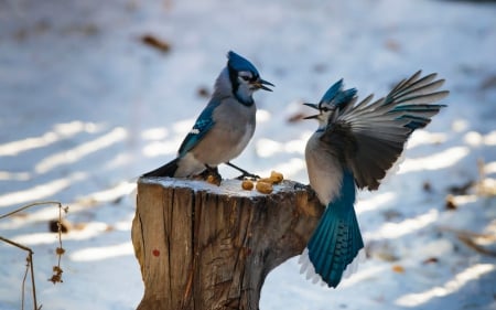 Winter treat - bird, winter, wood, snow, food, feather, blue jay, white, wings