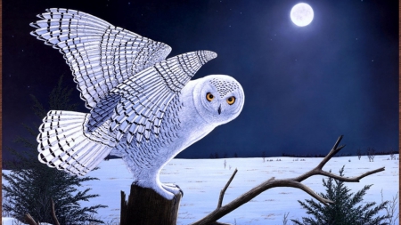 Snow Owl