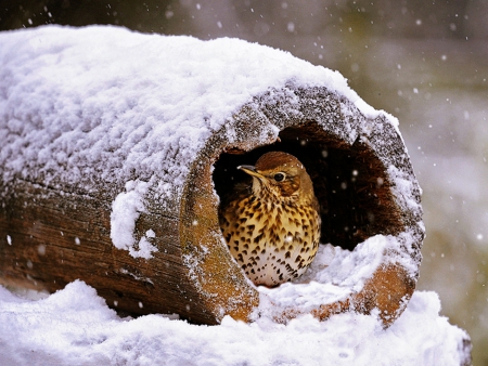 Shelter - snow, bird, winter, shelter