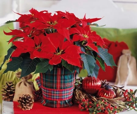 Christmas decoration - holidays, red, pots, winter, poinsettias, flowers, decoration, christmas