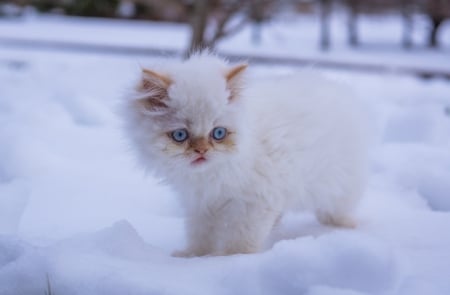 Snowy - winter, cat, snow, cats