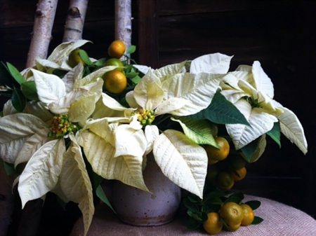 Christmas arrangement - floral decoration, vases, pots, winter, christmas arrangement, christmas, white, holidays, poinsettias, flowers, tangerines