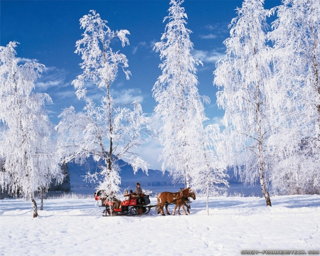 Sleigh Ride - ride, trees, people, landscape, winter, country, nature, forest, wonderland, sleigh, awesome, fantastic