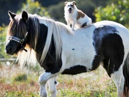 dog on a pony - sunshine, grass, light, painted