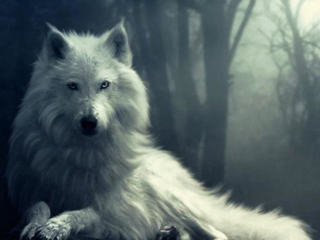 In the mist - front, in, White, wolf