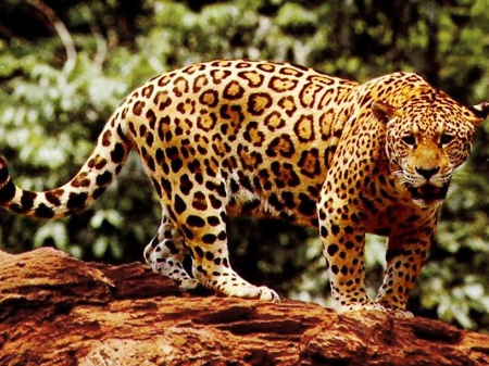 Jaguar - standing, water, side, on