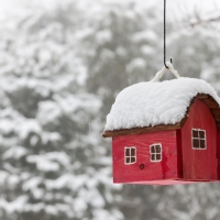 Red Bird House