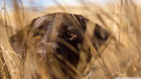 dog - canine, dog, field, grass