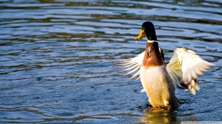 duck in water - water, duck, pond, bird