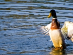 duck in water