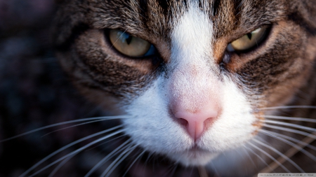 lady cat - feline, face, lady, cat