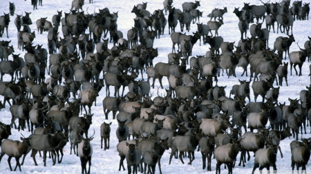 winter elk herd - elk, winter, herd, deer