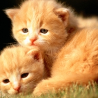 2 LOVEABLE KITTENS