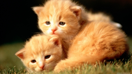 2 LOVEABLE KITTENS - CUTE, ADORABLE, KITTENS, FRIENDLY