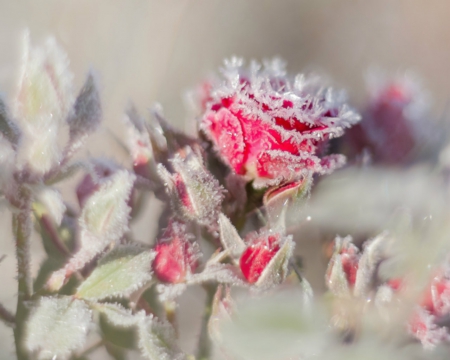 Frozen Rose - flowers, frozen, rose, bloom