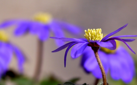 Flowers - flower, purple, yellow, macro